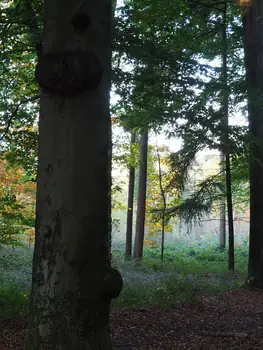 Vagevuurbos an Lippensgoed-Bulskampveld (Belgium)